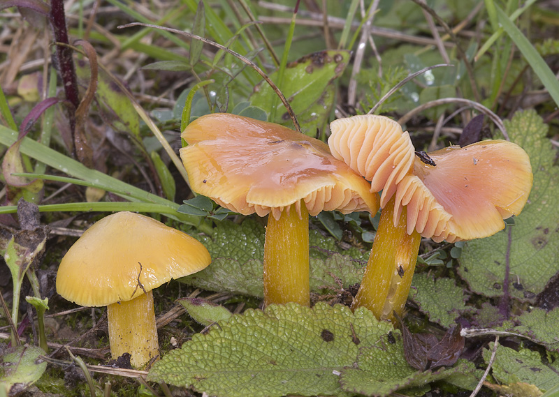 Hygrocybe persistens